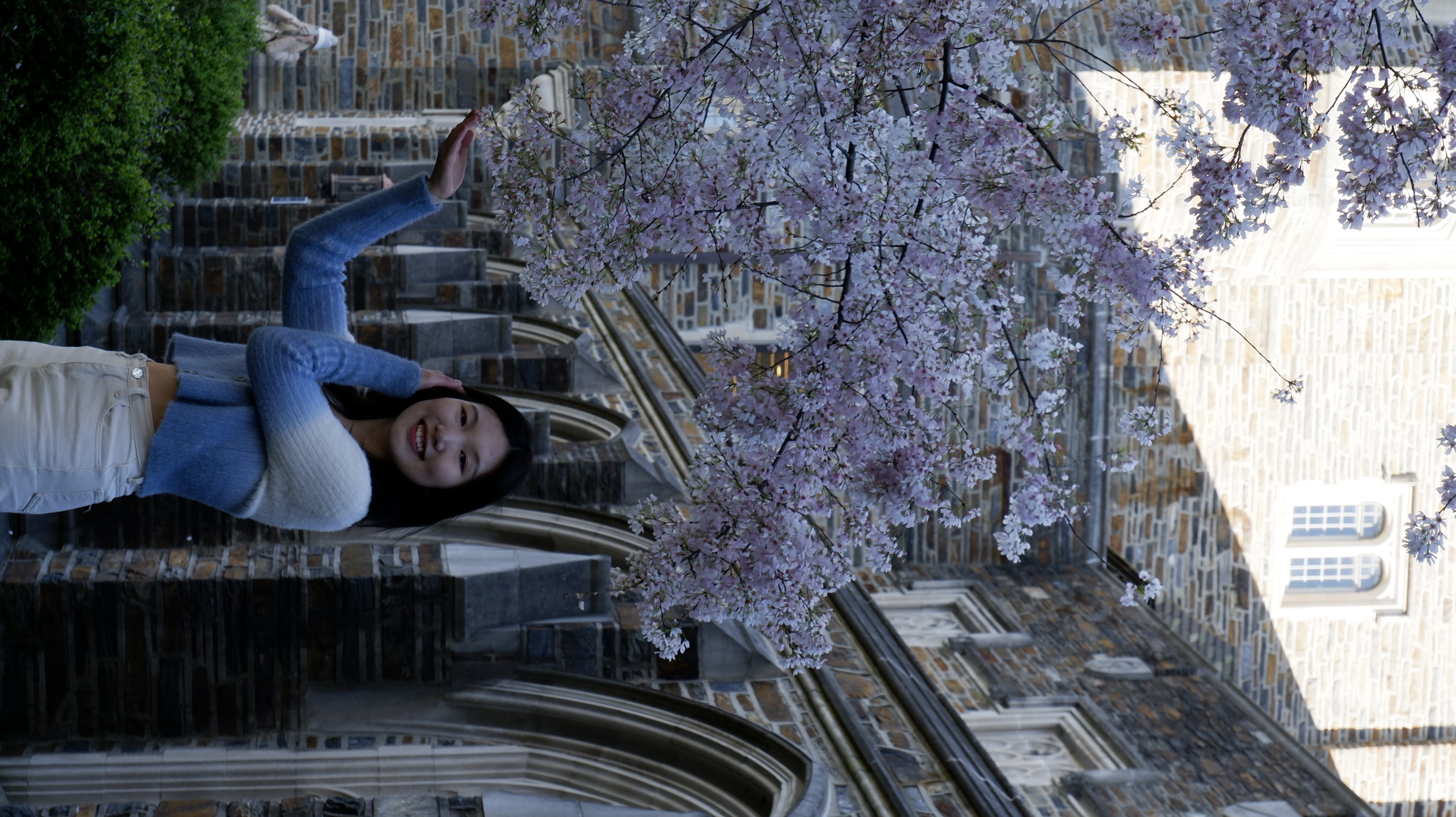 Duke University campus with cherry blossoms